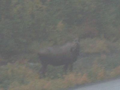 Moose on the road!