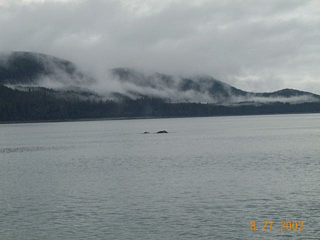 Juneau 15 - Whale!