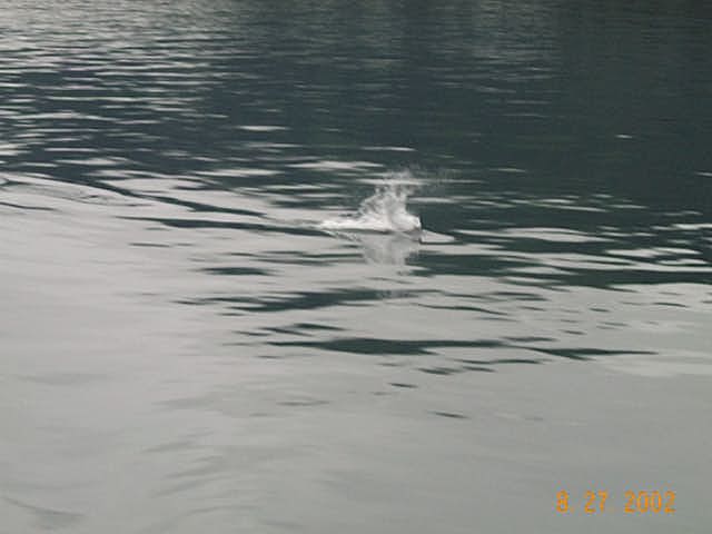Juneau 23 - Porpoise