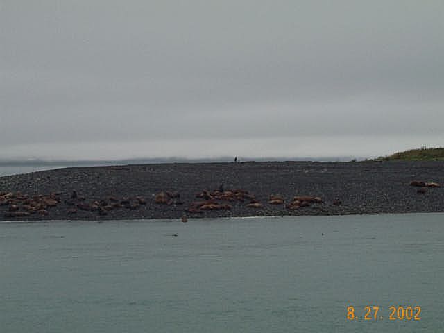 Juneau 29 - Best Sea Lions shot!