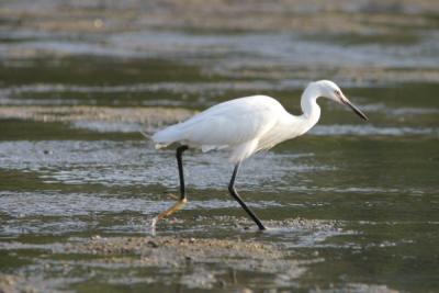 The Snowy Egret at Miyajima