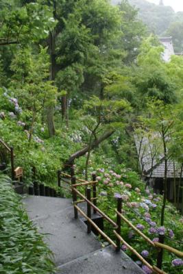 Hydrangea Road is part of the Hasedera (The Hase Kannon Temple) in Kamakura.  Want more information?  Try here           http://www.hasedera.jp     .  OK.  So it's in Japanese, but the pictures are really pretty.  :-P