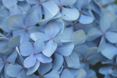 another up close hydrangea
