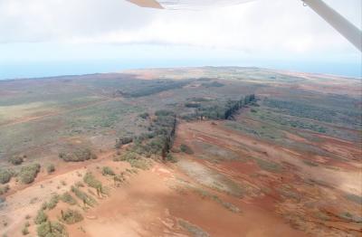 45C-15 Pines on the ridge of Lanai