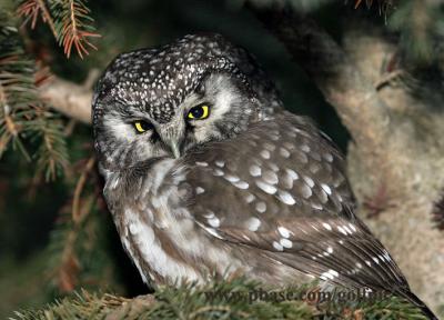 Boreal Owl - Amherst Island, Ontario.