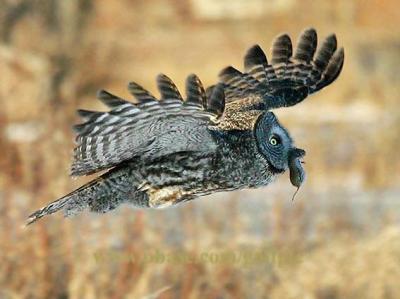 Great Gray Owl flying with mouse in beak