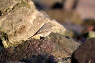 Black Redstart