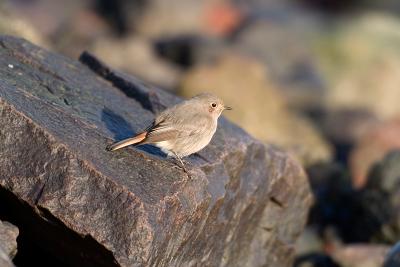 Black Redstart