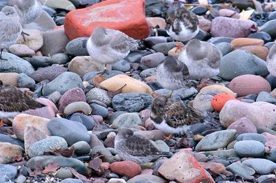 Purple Sandpiper