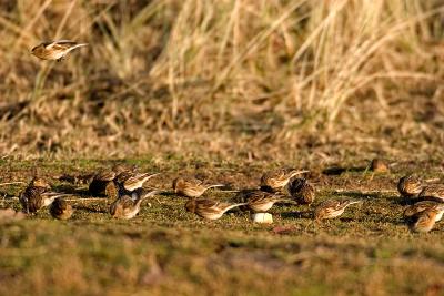 Twite