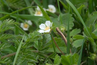 Barren Strawberry