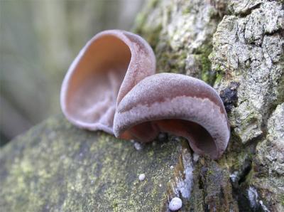 Ear Fungus