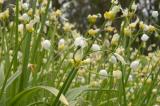 Field Garlic