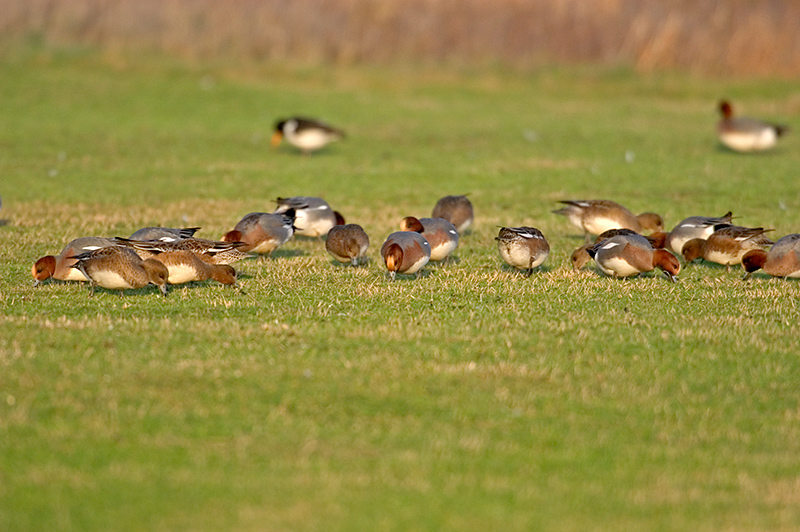 Wigeon