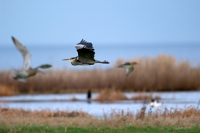 Grey Heron