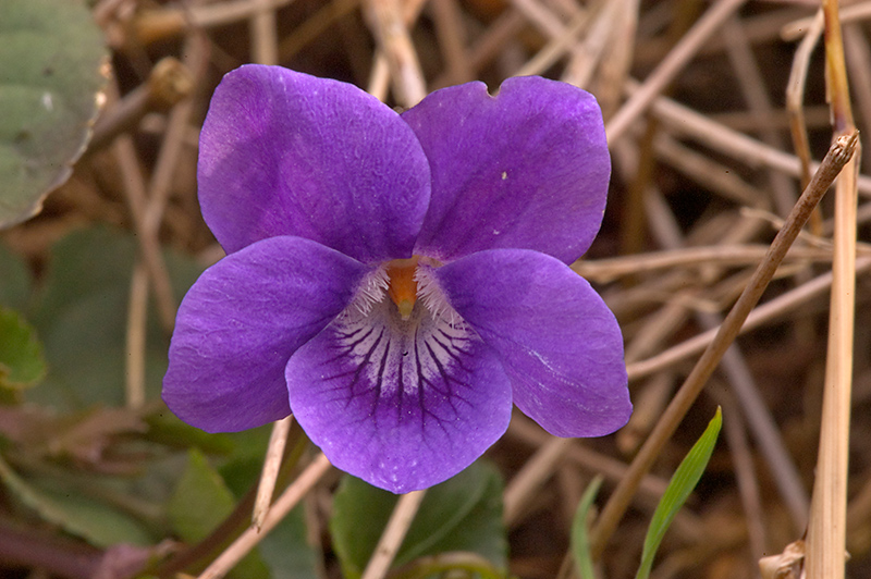 Common Dog Violet