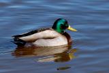 Mallard