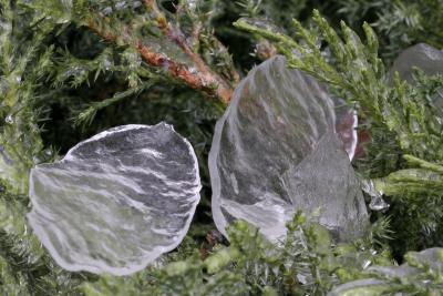 ice leaf