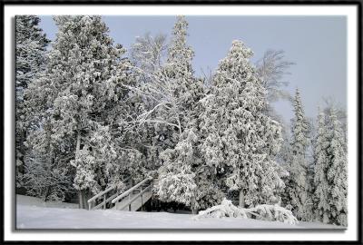 Sugar Frosted Pines