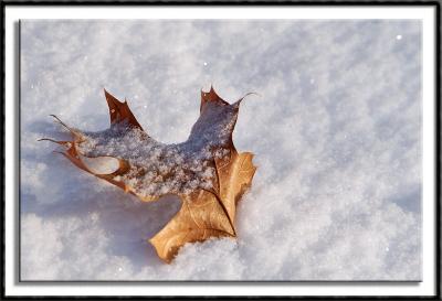 Lone Oak Leaf