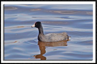 American Coot