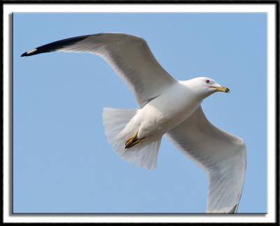 High Flying Gull