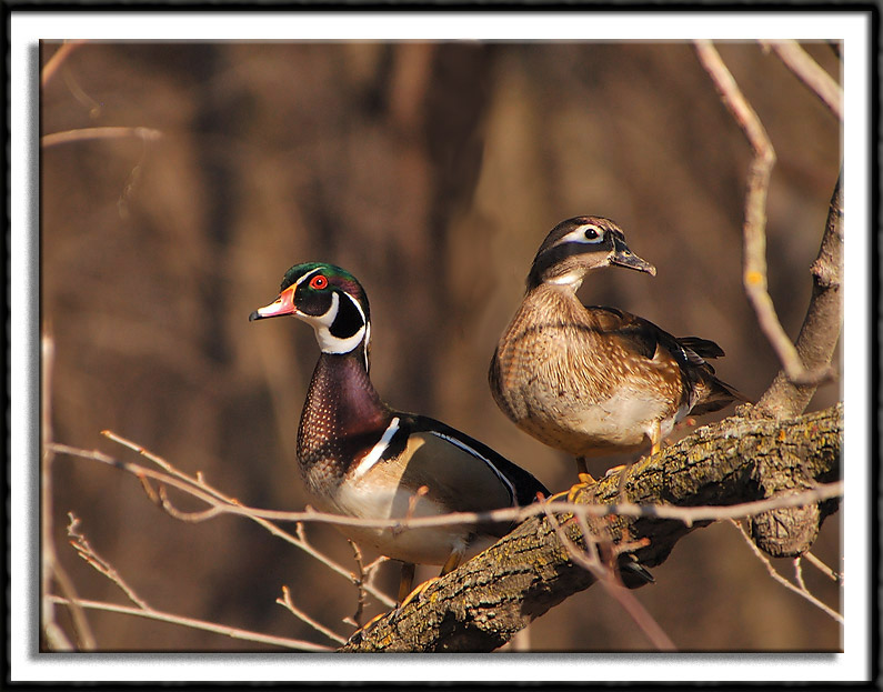 Ma and Pa Wood Duck