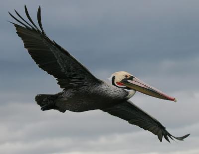 Brown Pelican