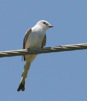 Scissor-tailed Flycatcher