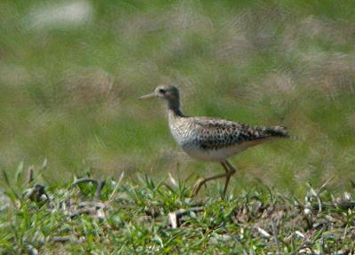 Upland Sandpiper