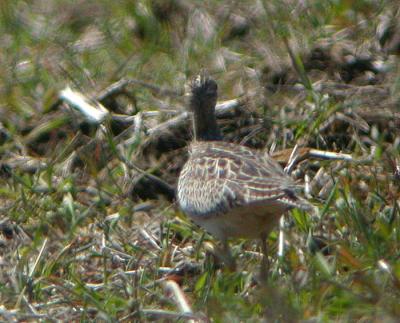 Upland Sandpiper