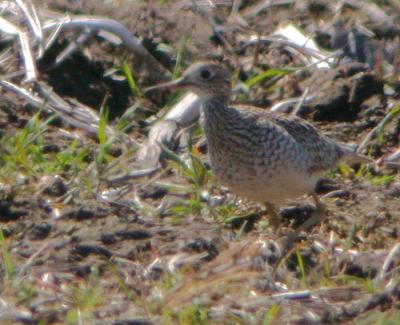 Upland Sandpiper