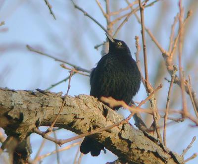 Rusty Blackbird