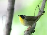 Common Yellowthroat