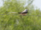 Scissor-tailed Flycatcher