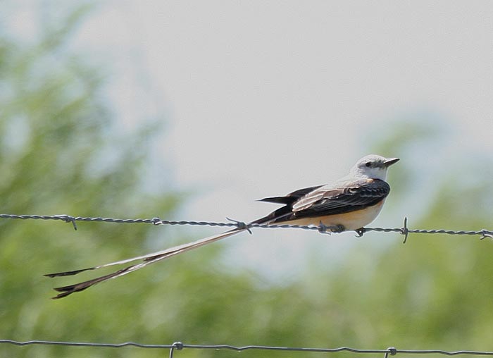 Scissor-tailed Flycatcher