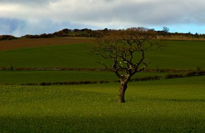 Tree in field near Newbigging.