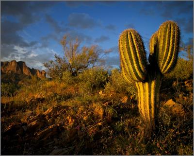 Saguaro at sunset