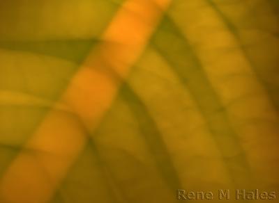 : Leaf Detail (abstracted) :