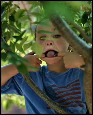 Kidintree