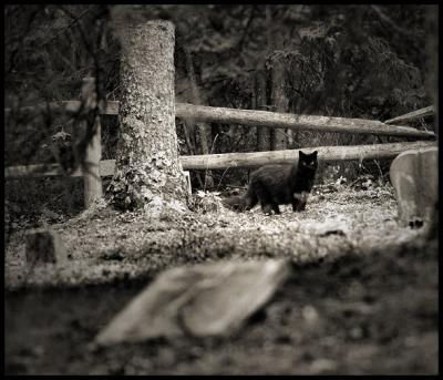 Graveyardcat