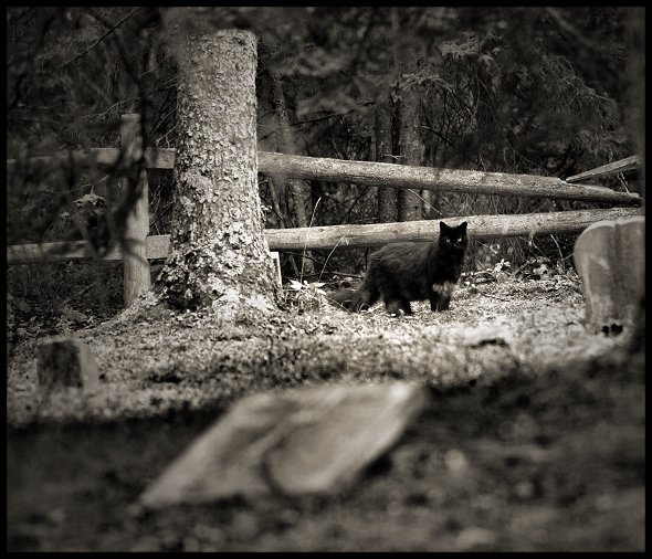 Graveyardcat