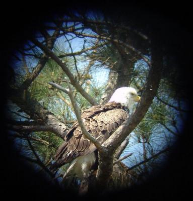 First digiscope attempt of eagle