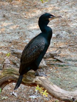 Double-crested Comorant