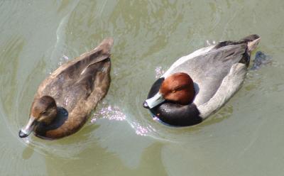 Redhead duck couple