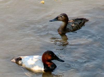 Canvasback couple