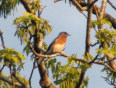 Eastern Bluebird