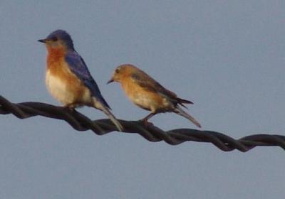 Bluebird couple guarding nesting box
