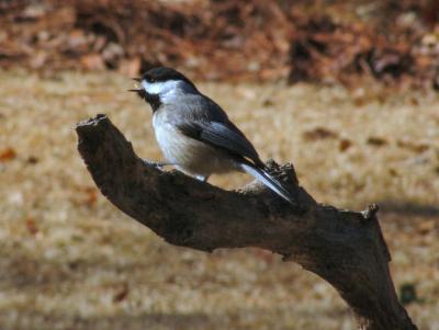 Chickadee having a snack