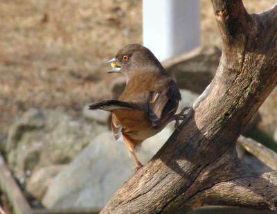 Female Eastern Towhee